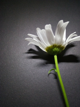 黑色背景灯光下的大滨菊
