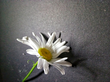黑色背景灯光下的大滨菊