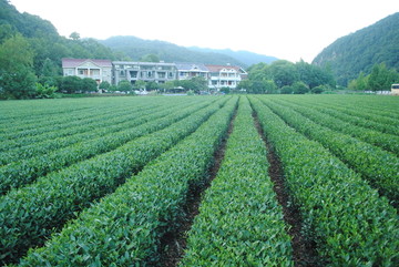 茶叶种植园