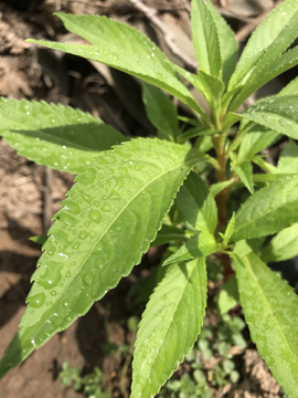 雨后的露珠