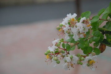 花草树木