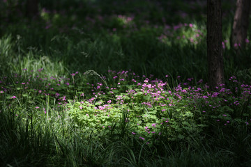 阳光草地