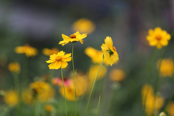 小黄花