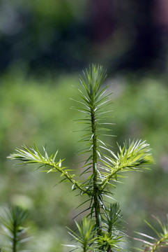 1杉树2树苗3植树4苗圃