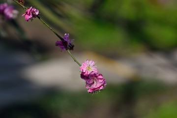 梅花