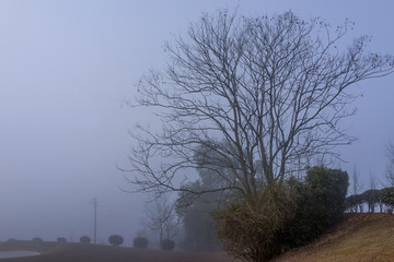 雾与树