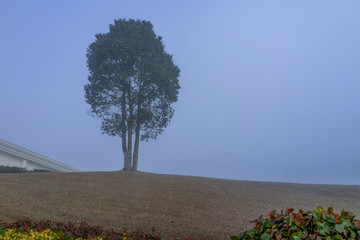 雾与树