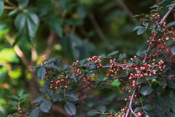 花椒树