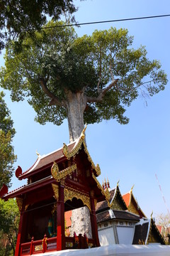 清迈契迪龙寺