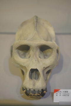 大猩猩头骨标本