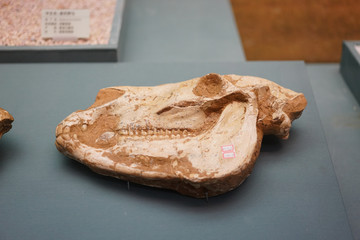 中新世晚期腔脊三趾马头骨化石