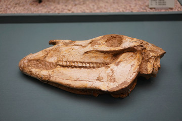 中新世晚期贾氏三趾马头骨化石