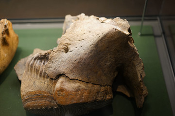 更新世晚期真猛犸象牙齿化石