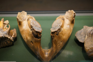 更新世晚期真猛犸象下颌化石