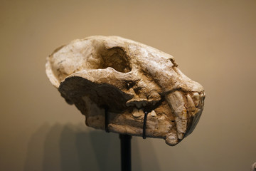 中新世晚期巴氏似剑齿虎头骨化石