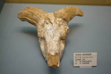 中新世晚期布氏和政羊头骨化石