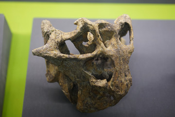 早白垩纪蒙古鹦鹉嘴龙头骨化石