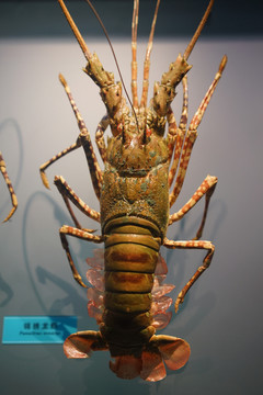 锦绣龙虾标本