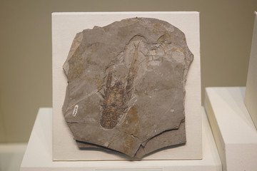 早白垩纪奇异环足虾化石