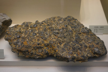 长身贝化石