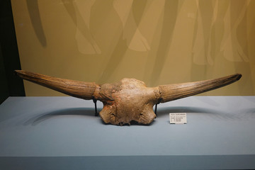 更新世晚期东北野牛头骨化石