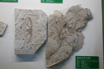 中侏罗纪弯脉马氏古蝉化石
