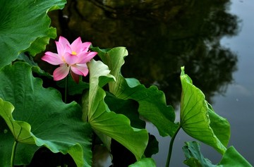 高清荷花