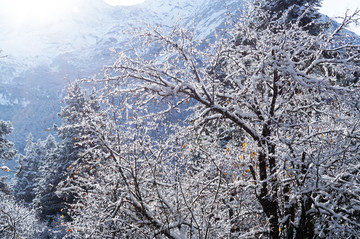 毕棚沟雪景