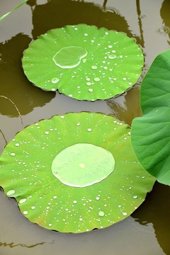 雨水中的荷叶