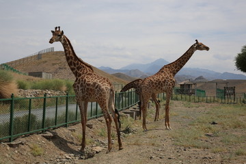天山野生动物园长颈鹿