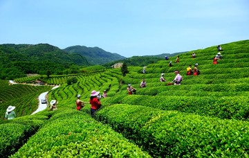 茶山茶园茶叶