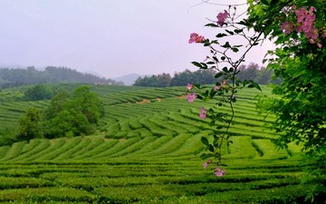 茶山茶园茶叶