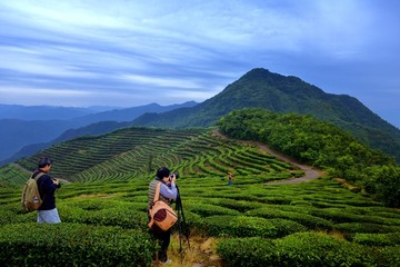 茶山茶园