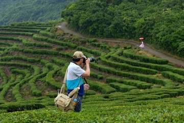 茶山茶园