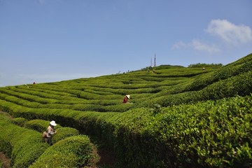 茶山茶园