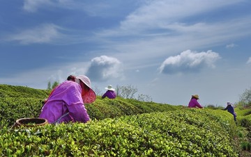 茶山茶园