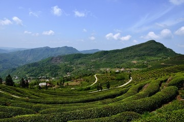 茶山茶园