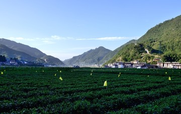 茶山茶园
