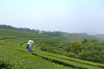 茶山茶园