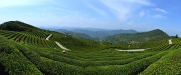 茶山茶园