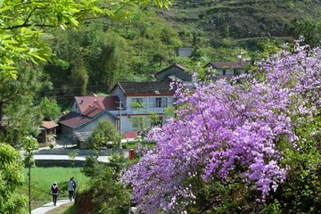 杜鹃花开