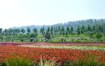 花海花田