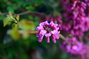 紫荆花