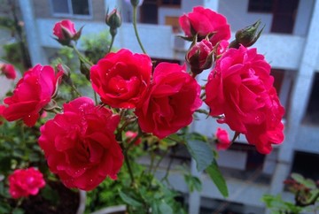 月季玫瑰花