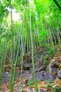 竹林岩石
