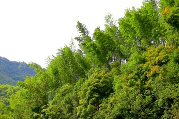 百里竹海绿色山林