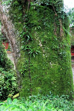 云峰寺桢楠王树上的青苔