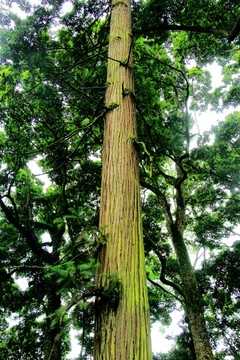 云峰寺千年杉树