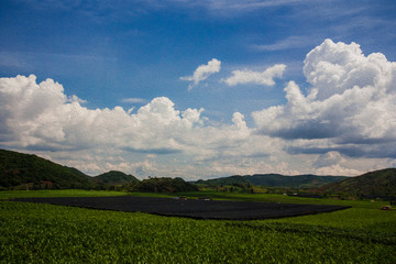 田园风光油画