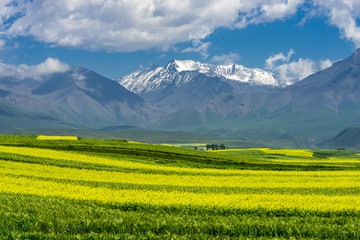 门源美景